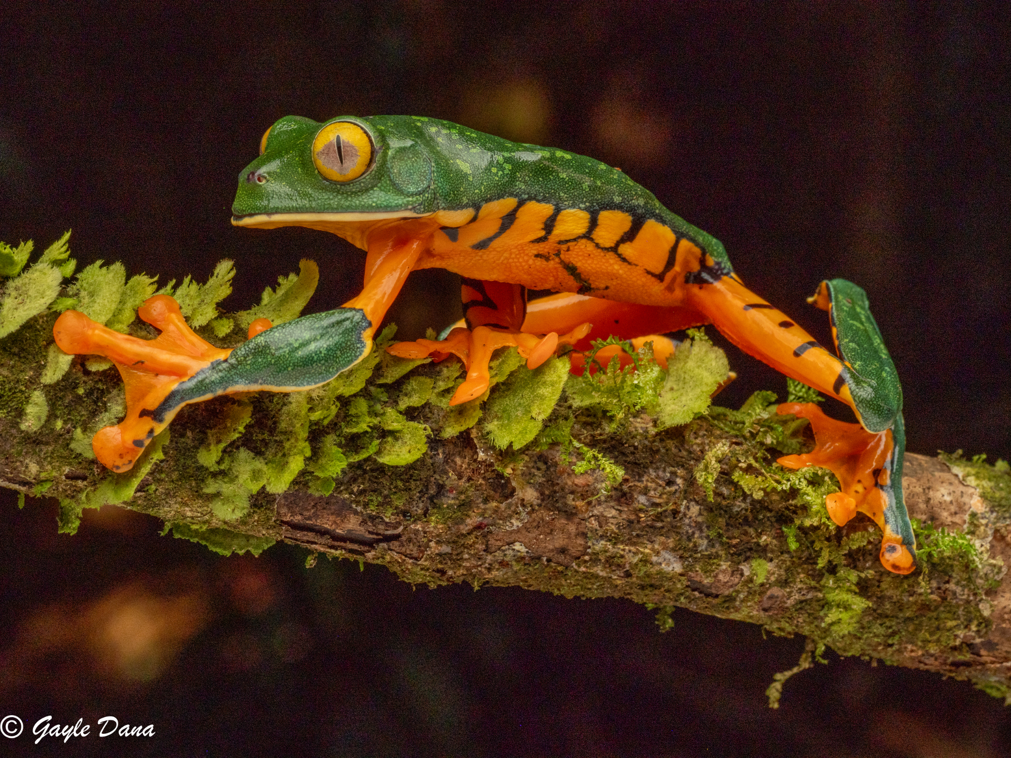 TIger Leaf Frog